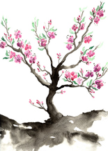 Cherry Blossom Open - March 22-23, 2014